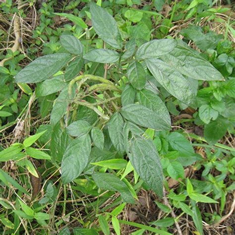 怎麼避邪|抹草是什麼？驅邪、保平安的抹草在中藥行或花市就能。